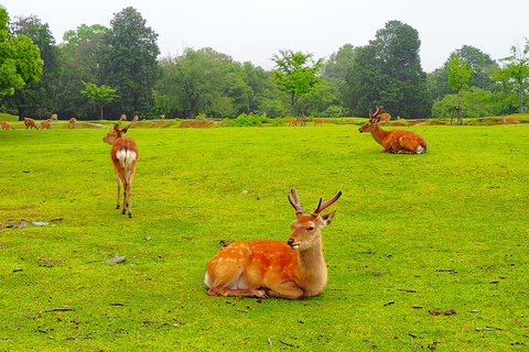 Nara: Hike Mt. Wakakusa and Encounter Wild Free-Roaming Deer