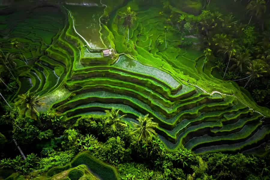 Ubud: All-Inclusive Tour mit optionalem Mittagessen. Foto: GetYourGuide Ubud: All-Inclusive Tour mit optionalem Mittagessen. Foto: GetYourGuide