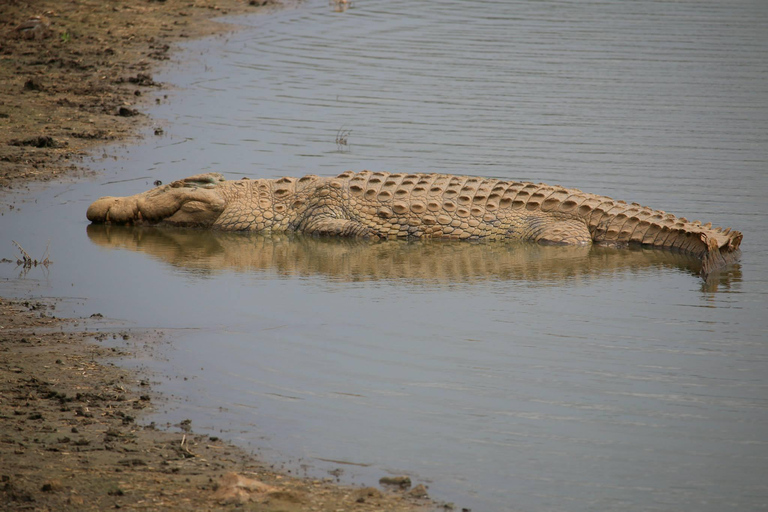 Hluhluwe-iMfolozi Park - Open Safari Vehicle Game Drives