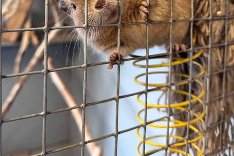 Helsinki: Alpaca Farm Tour with Guided Walk