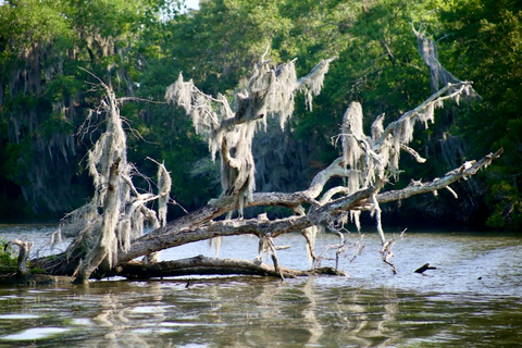 New Orleans: Swamp Tour on Covered Pontoon Boat Covered Swamp Tour with Transportation