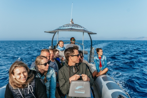 Alcudia/Can Picafort: Geführte Delfinbeobachtungstour bei SonnenaufgangTour ab Treffpunkt