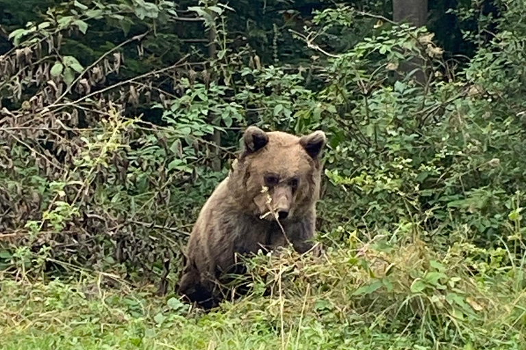 From Brașov: Bran Castle, Bear Sanctuary, & Poiana Brașov