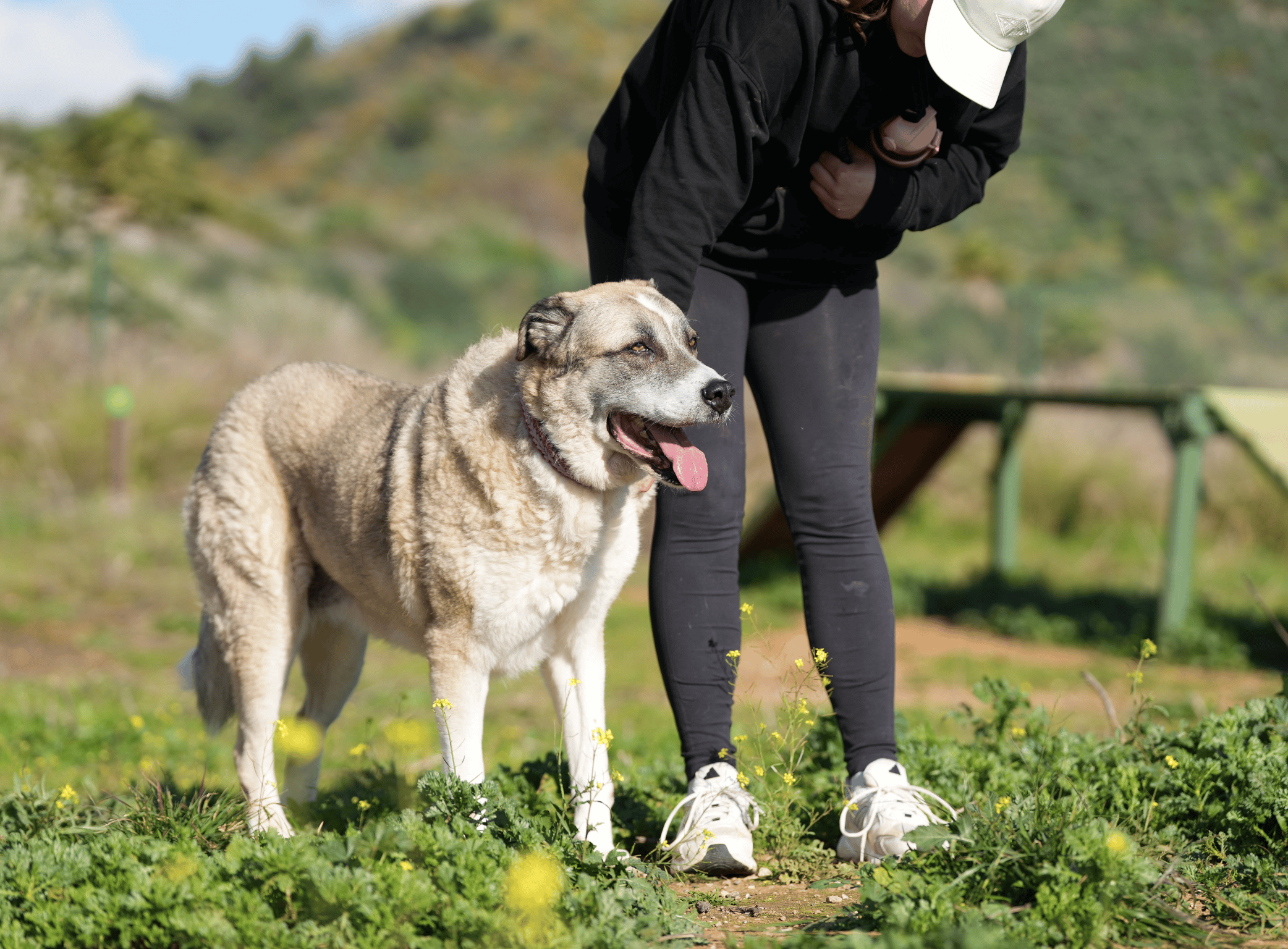 Marbella: Gassi mit Hunden im größten Tierheim der Costa del Sol