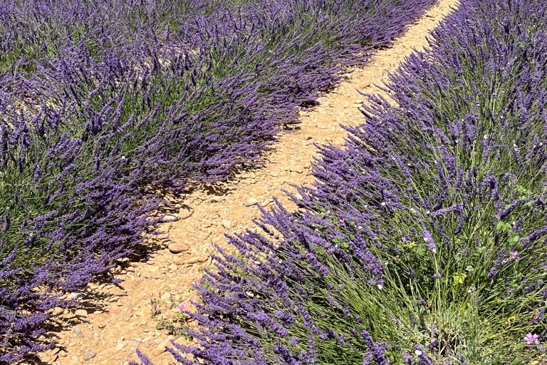 Ab Avignon: Lavendel-Tour in Valensole, Sault und LuberonAb Avignon: Ganztagestour in Valensole, Luberon und Sault