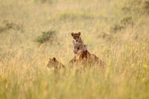 Ouganda : Safari de 3 jours dans le parc national des chutes Murchison