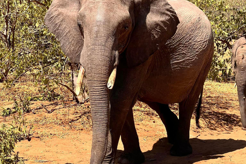 Cataratas Vitória ao Parque Nacional Chobe: Aventura de 1 dia em um safári