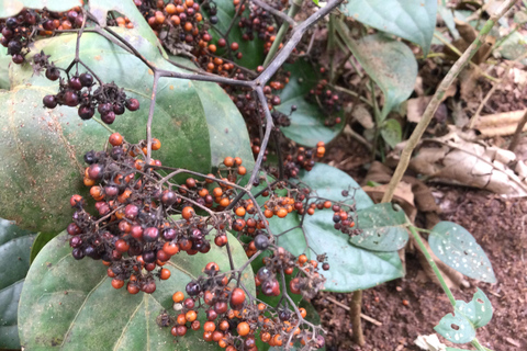 Zanzíbar: El sabor de las especias de Zanzíbar