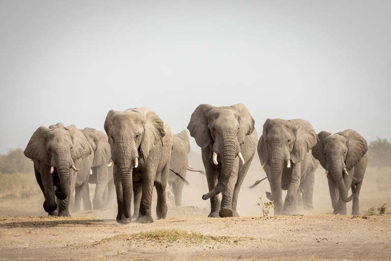 Botswana: Savuti, Khwai, & Moremi 7-Day Mobile Safari