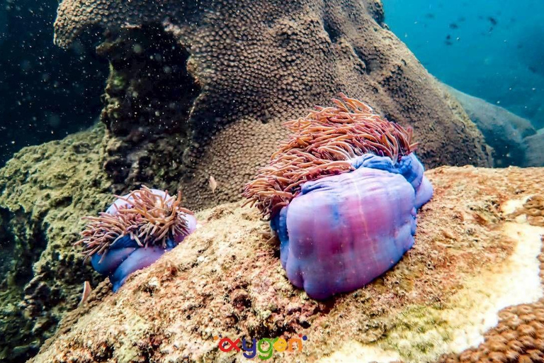 Koh Tao in a Day: Turtles, Hidden Reefs & Nangyuan Viewpoint