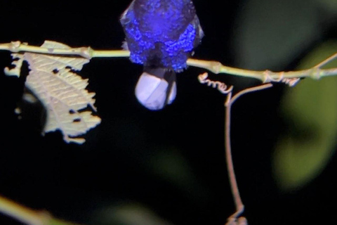 Visite nocturne de La Carpintera : La faune nocturne de San José