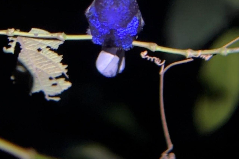 Visite nocturne de La Carpintera : La faune nocturne de San José