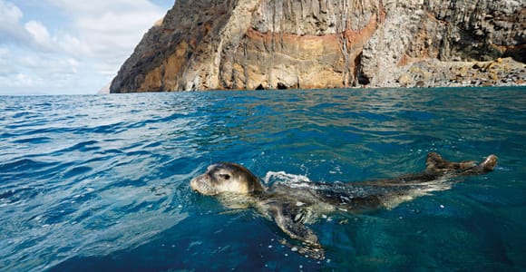 From Funchal: Private Catamaran Charter to Desertas Islands