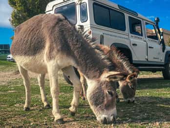 Depuis Stintino : excursion en 4x4 vers l'Asinara