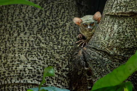 North Sulawesi, Bitung: Tangkoko Wildlife Adventure North Sulawesi, Bitung: Tangkoko Wildlife Cruise Excursion