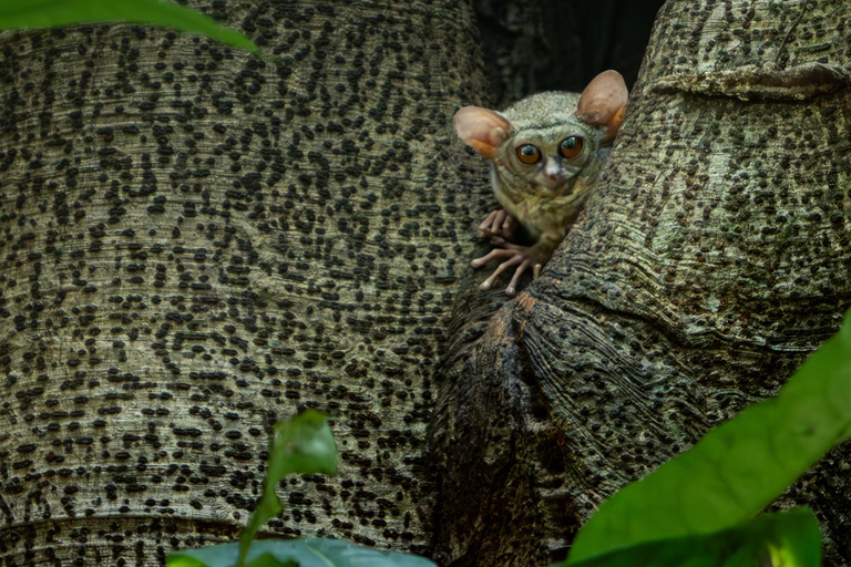 North Sulawesi, Bitung: Tangkoko Wildlife Adventure North Sulawesi, Bitung: Tangkoko Wildlife Cruise Excursion