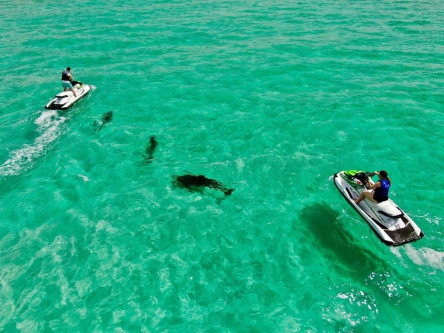 Xtreme H2o Destin: Jet Ski Dolphin Tour