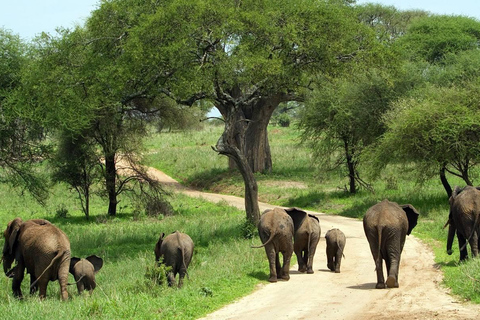 Safári de luxo de 4 dias pela natureza e vida selvagem