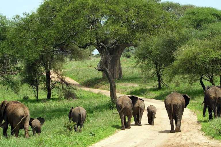 Safári de luxo de 4 dias pela natureza e vida selvagem