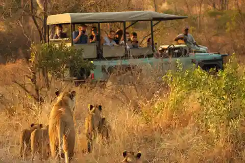 8-dagars lyxäventyr: Kapstaden och Kruger Safari."