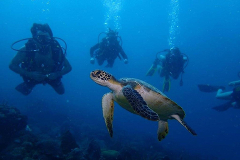 Cartagena: Kurs PADI Open Water Diver z certyfikacją