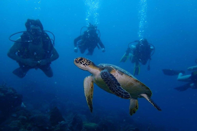 Cartagena: Plan de Buceo de 2 Tanques Para Buceadores CERTIFICADOS