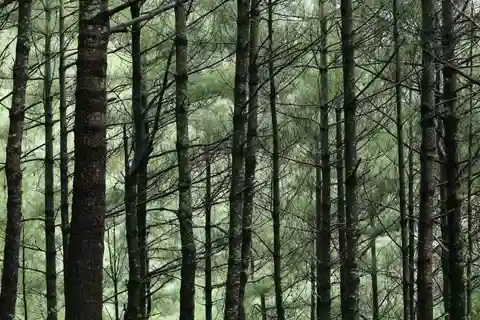 Montagne Cangshan : randonnée en pleine conscience et cuisine bio maison
