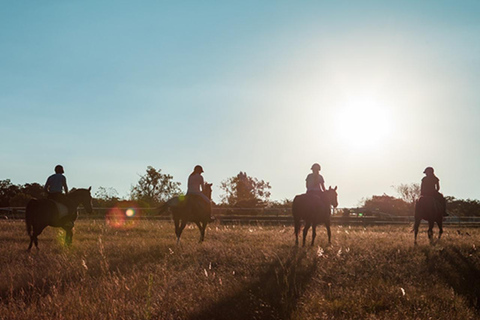 Johannesburg Horse Riding: Return Tranfer Included Lanseria