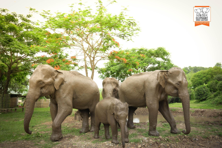 Chiang Mai Elephant Jungle Sanctuary &Mama Noi Cooking Class Sanctuary + Cooking Class in Air-Conditioned Room