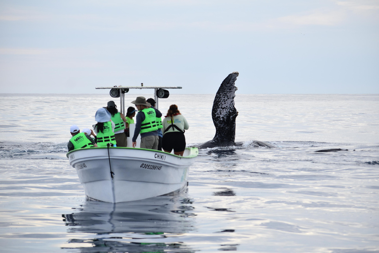 Cabo: Whale-Whatching Boat Trip w/ All-Women Crew and Photos
