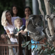 Yarra Valley, Wildlife, Winery & Fruit Picking Private Tour