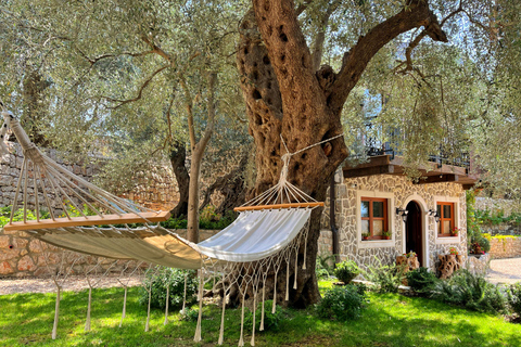 Old Town Bar, Old Olive Tree and the region of olive groves The region of olive groves: Old Town Bar and Oil tasting