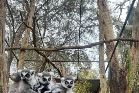 Vanuit Adelaide: Knuffel een Koala en historische Hahndorf Tour