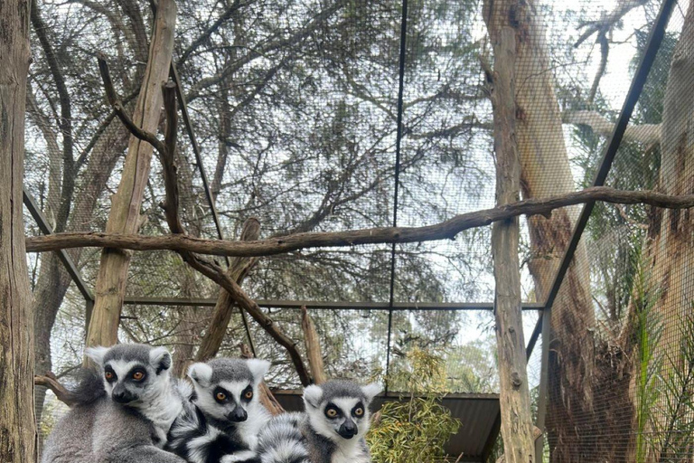 Vanuit Adelaide: Knuffel een Koala en historische Hahndorf Tour