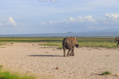 Parc national d'Amboseli : Excursion d'une journée depuis Nairobi en 4X4Parc national d'Amboseli : Excursion d'une journée au départ de Nairobi