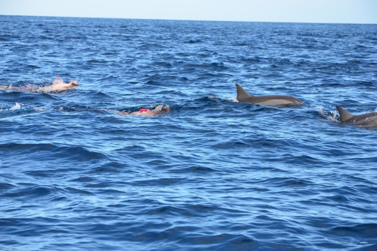 Dauphins, baleines, plongée en apnée et déjeuner sur l'île des Bénitiers