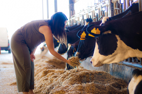 Menorca : Guided visit to the Subaida cheese factory,