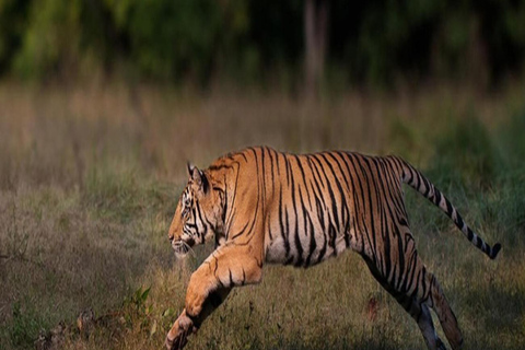 Ranthambore: core zone-1 to 5 Gypsy Tiger Safari with Lunch Ranthambore:core zone 1 to 5 canter jungle safari with lunch