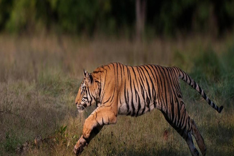 Ranthambore: core zone-1 to 5 Gypsy Tiger Safari with Lunch Ranthambore:core zone 1 to 5 canter jungle safari with lunch