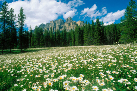 Banff: Spacer przyrodniczy z roślinami jadalnymi i leczniczymi