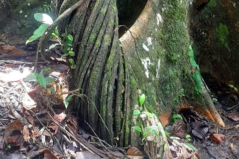 From Santa Marta: One day trek Bunkuany Archaeological site