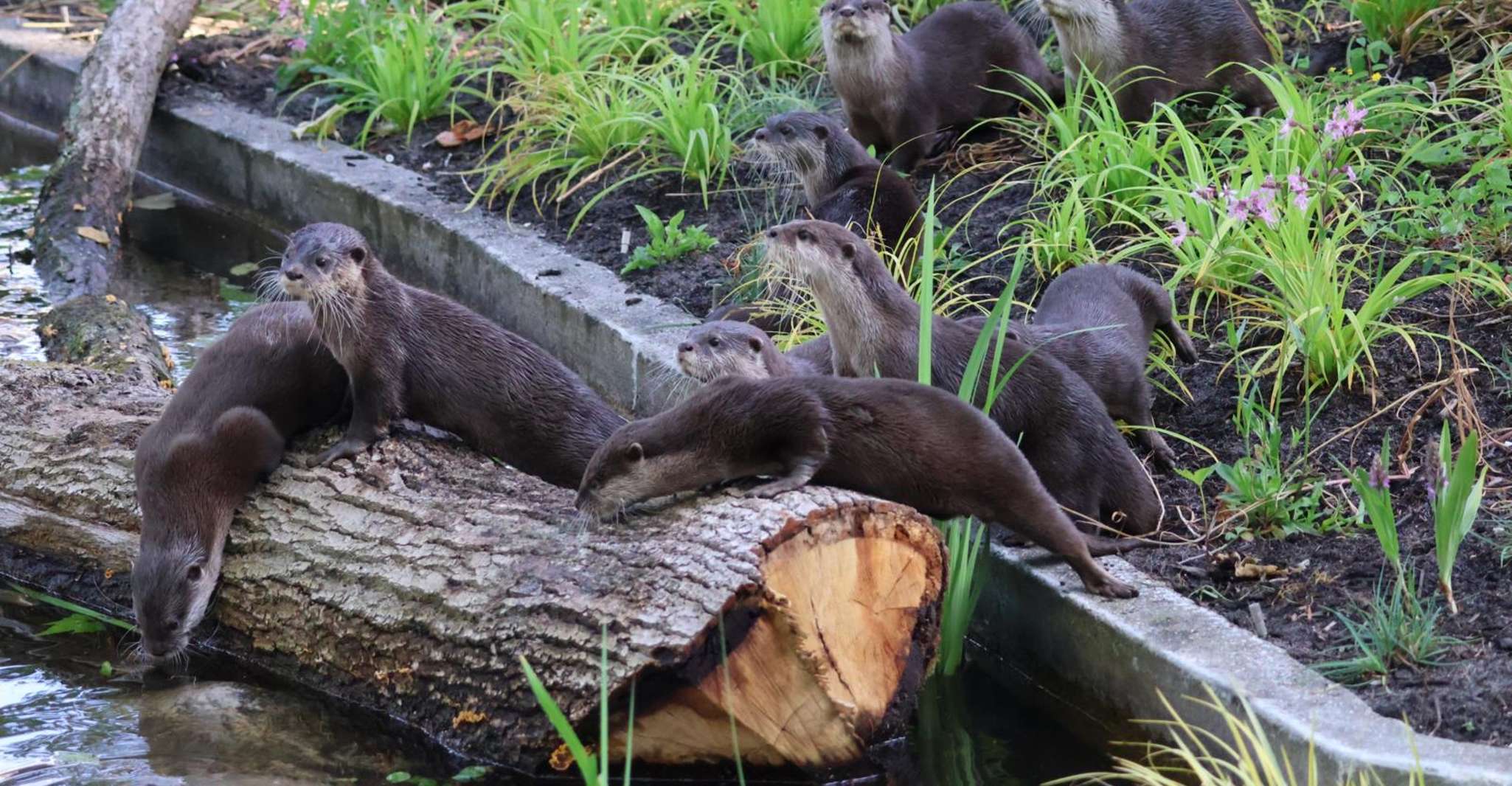 Amsterdam: ARTIS Amsterdam Royal Zoo Entry Ticket photo 6