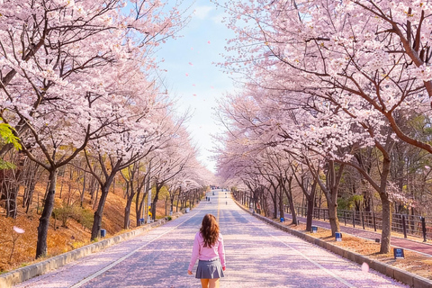 From Seoul: Wonju Nature Day Trip, Ginkgo Tree & Cable Car A. [Spring] Sogeumsan Cable Car & Cherry Blossom Tunnel Tour