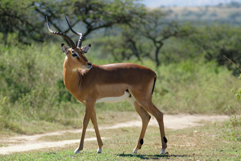 Nairobi: National Park Safari & Fairview Coffee Estate Tour