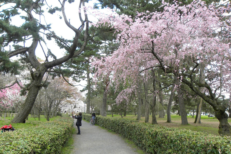 Kyoto: Guided Tea Ceremony, Garden, and Castle Tour Private Tour with Entrance Fees with Meeting Point