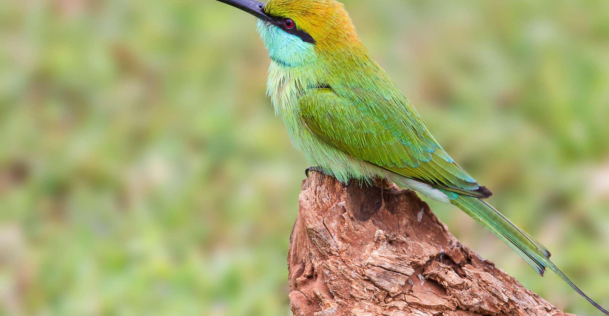 Tangalle/Hiriketiya, Yala National Park Safari - Housity