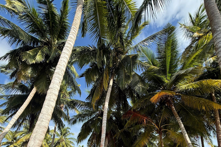 Saona Island: Premium Beach Tour