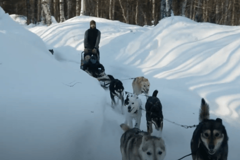 Talkeetna: تجربة تزلج الكلاب في فصل الشتاء في ألاسكا