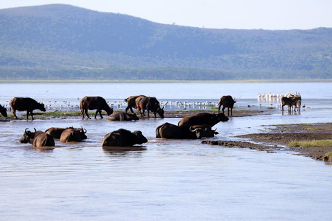 Passeio guiado de um dia ao Hell&#039;s Gate e ao Lago Naivasha