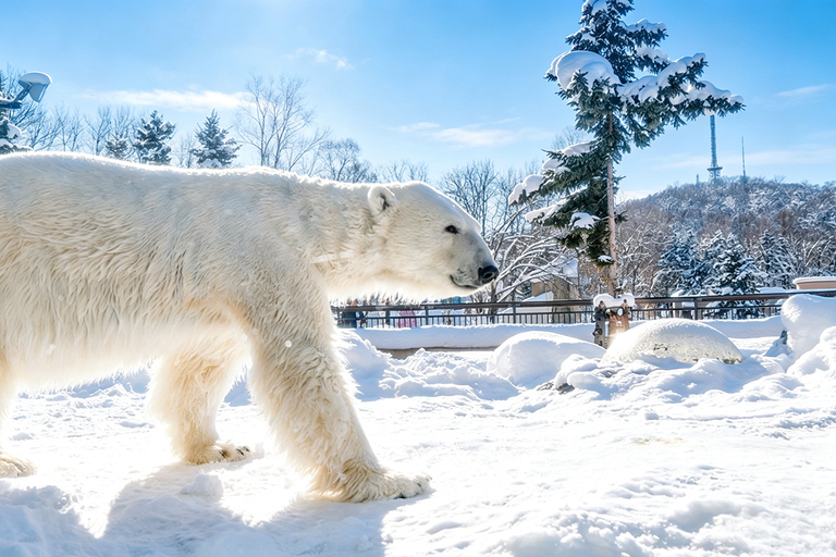 Sapporo: Asahiyama Zoo, Blue Pond & Chiyoda Farm Day Tour Private Sightseeing Tours